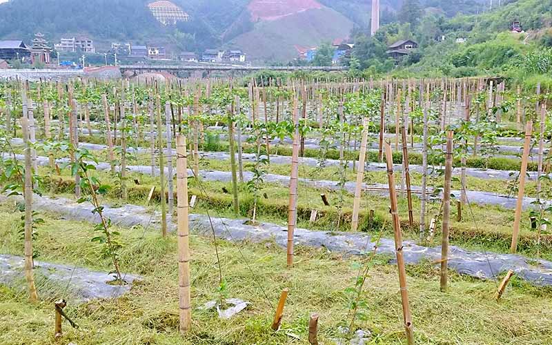 百香果搭棚廠家 百香果搭棚廠家