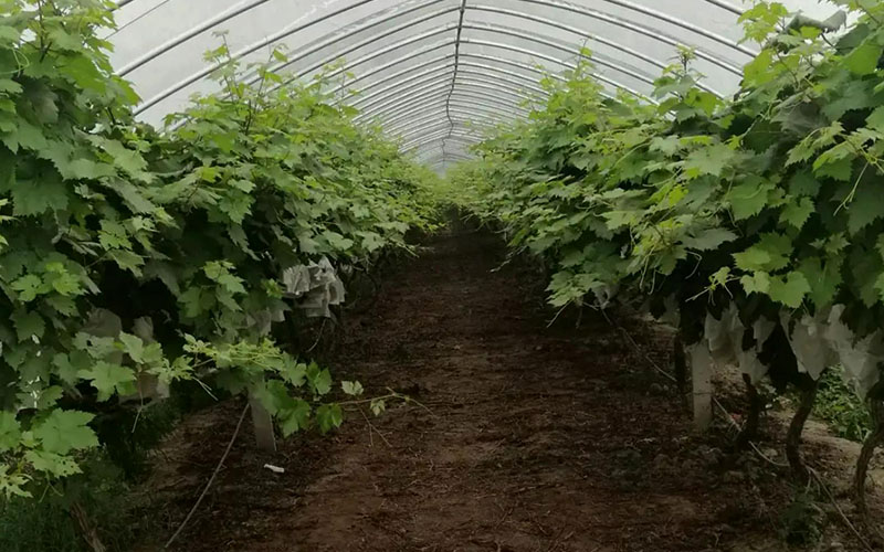 葡萄搭棚 葡萄搭棚